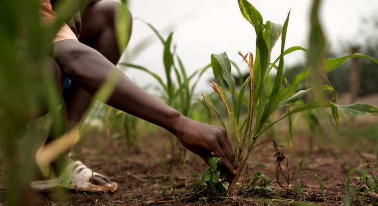 Financing the agricultural sector requires more than meets the eye